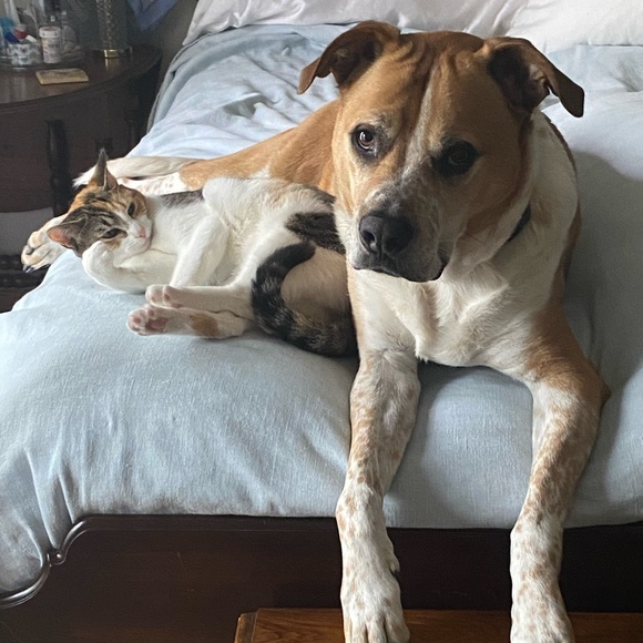 My four-legged children! 😉 - Picture 8 of 10